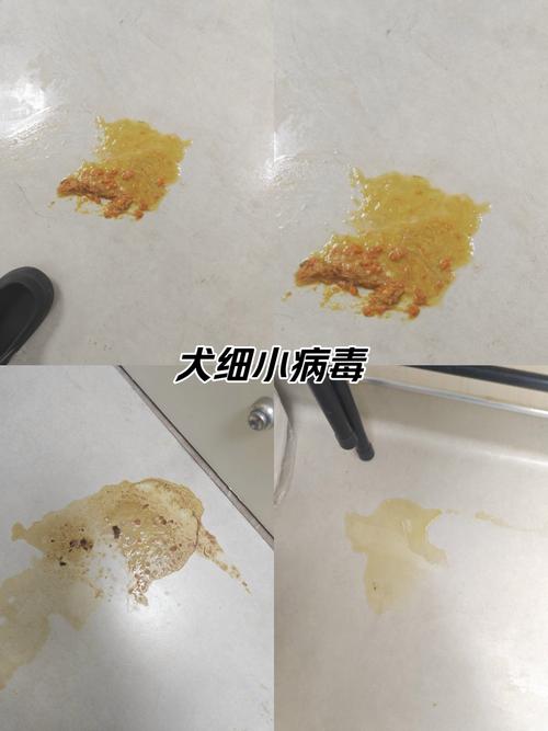 狗狗拉稀不吐是细小吗,狗只拉稀不呕吐会是细小么-第6张图片-后鲨宠物 狗狗拉稀不吐是细小吗,狗只拉稀不呕吐会是细小么-第6张图片-后鲨宠物