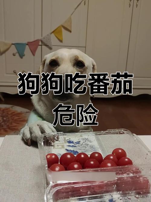 泰迪狗狗能吃柿子吗_泰迪幼犬能吃柿子吗-第3张图片-后鲨宠物 泰迪狗狗能吃柿子吗_泰迪幼犬能吃柿子吗-第3张图片-后鲨宠物