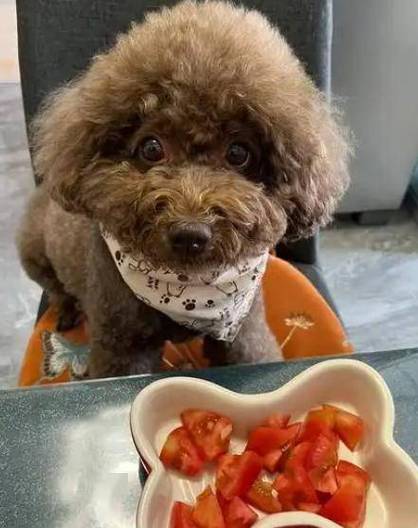 泰迪狗狗能吃柿子吗_泰迪幼犬能吃柿子吗-第5张图片-后鲨宠物 泰迪狗狗能吃柿子吗_泰迪幼犬能吃柿子吗-第5张图片-后鲨宠物