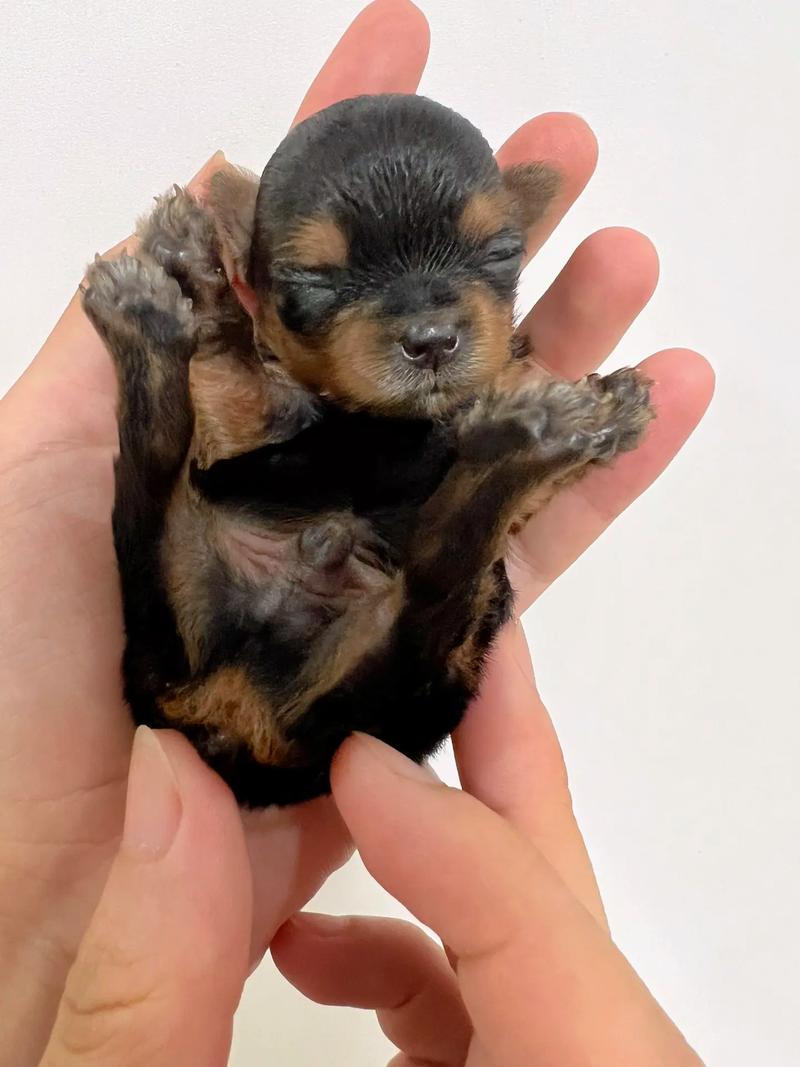 狗狗多少天睁眼,狗狗多少天睁眼睛,自己会睁开吗-第5张图片-后鲨宠物 狗狗多少天睁眼,狗狗多少天睁眼睛,自己会睁开吗-第5张图片-后鲨宠物