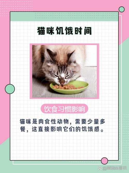 猫猫饿一天会怎样_猫咪饿一天有关系吗