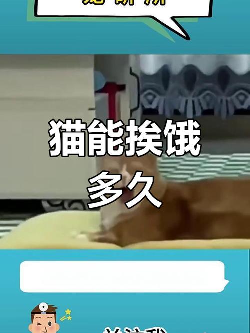 猫猫饿一天会怎样_猫咪饿一天有关系吗-第3张图片-后鲨宠物