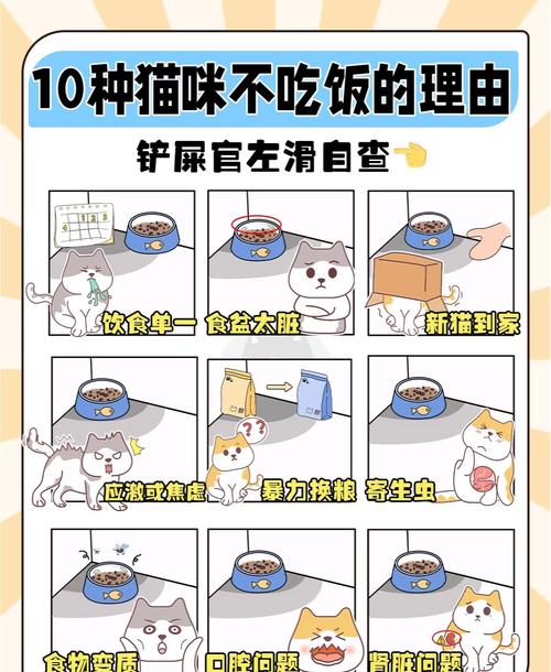 猫咪能吃米饭吗,买不起猫粮给猫吃什么-第1张图片-后鲨宠物 猫咪能吃米饭吗,买不起猫粮给猫吃什么-第1张图片-后鲨宠物