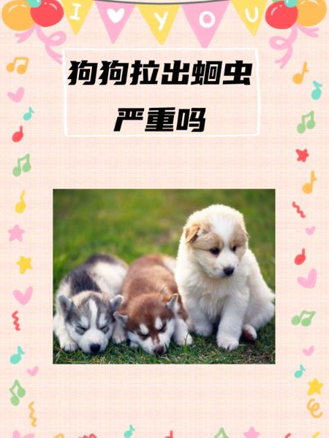 狗狗多长时间驱虫，比熊多长时间驱虫一次？-第5张图片-后鲨宠物