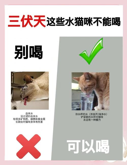 猫咪一天喝水量,猫咪每天喝水量是多少-第3张图片-后鲨宠物 猫咪一天喝水量,猫咪每天喝水量是多少-第3张图片-后鲨宠物