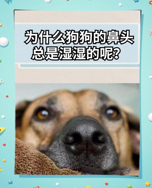  狗狗耳朵烫是什么情况，狗狗耳朵烫是什么情况引起的