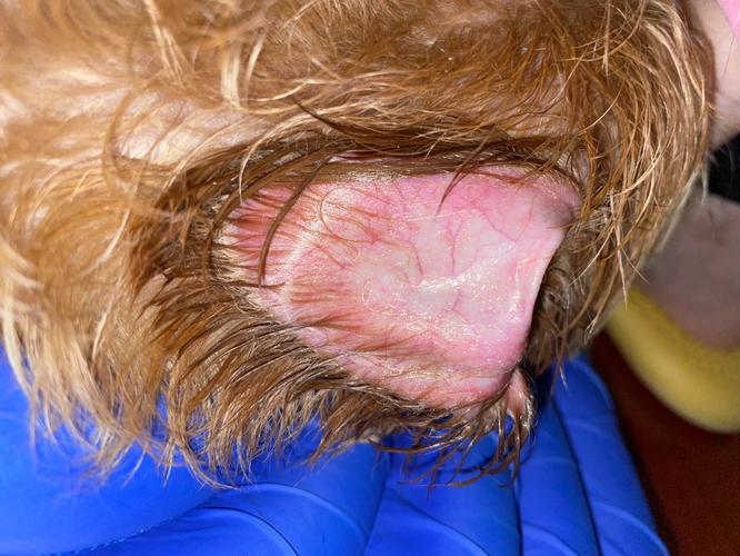 狗狗耳朵烫是什么情况,狗狗耳朵烫是什么情况引起的-第2张图片-后鲨宠物 狗狗耳朵烫是什么情况,狗狗耳朵烫是什么情况引起的-第2张图片-后鲨宠物