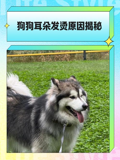 狗狗耳朵烫是什么情况,狗狗耳朵烫是什么情况引起的-第3张图片-后鲨宠物 狗狗耳朵烫是什么情况,狗狗耳朵烫是什么情况引起的-第3张图片-后鲨宠物