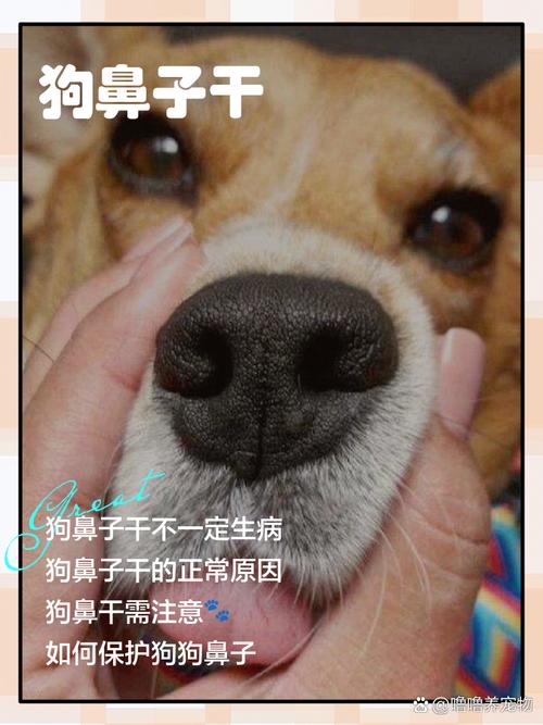 狗狗耳朵烫是什么情况,狗狗耳朵烫是什么情况引起的-第4张图片-后鲨宠物 狗狗耳朵烫是什么情况,狗狗耳朵烫是什么情况引起的-第4张图片-后鲨宠物