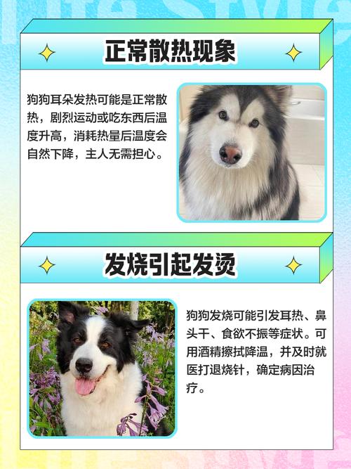 狗狗耳朵烫是什么情况,狗狗耳朵烫是什么情况引起的-第6张图片-后鲨宠物 狗狗耳朵烫是什么情况,狗狗耳朵烫是什么情况引起的-第6张图片-后鲨宠物