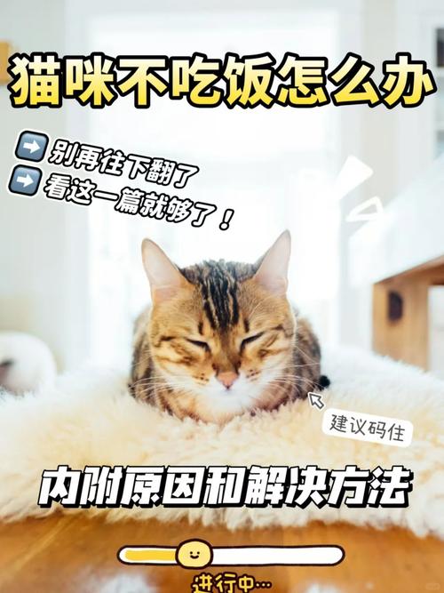 猫咪感冒不吃饭怎么办,猫感冒不吃不喝怎么办-第1张图片-后鲨宠物 猫咪感冒不吃饭怎么办,猫感冒不吃不喝怎么办-第1张图片-后鲨宠物