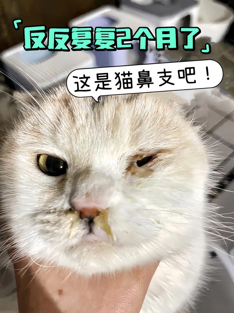 猫咪感冒不吃饭怎么办,猫感冒不吃不喝怎么办-第2张图片-后鲨宠物 猫咪感冒不吃饭怎么办,猫感冒不吃不喝怎么办-第2张图片-后鲨宠物