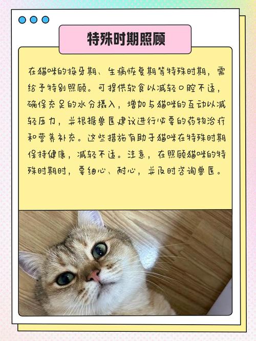 猫咪感冒不吃饭怎么办,猫感冒不吃不喝怎么办-第3张图片-后鲨宠物 猫咪感冒不吃饭怎么办,猫感冒不吃不喝怎么办-第3张图片-后鲨宠物
