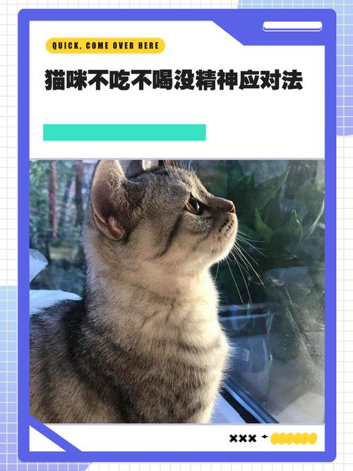 猫咪感冒不吃饭怎么办,猫感冒不吃不喝怎么办-第5张图片-后鲨宠物 猫咪感冒不吃饭怎么办,猫感冒不吃不喝怎么办-第5张图片-后鲨宠物