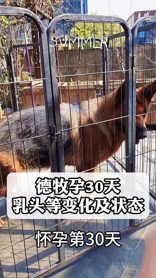  狗狗怀孕脾气会暴躁吗，狗狗怀孕脾气会暴躁吗怎么办-第2张图片-后鲨宠物