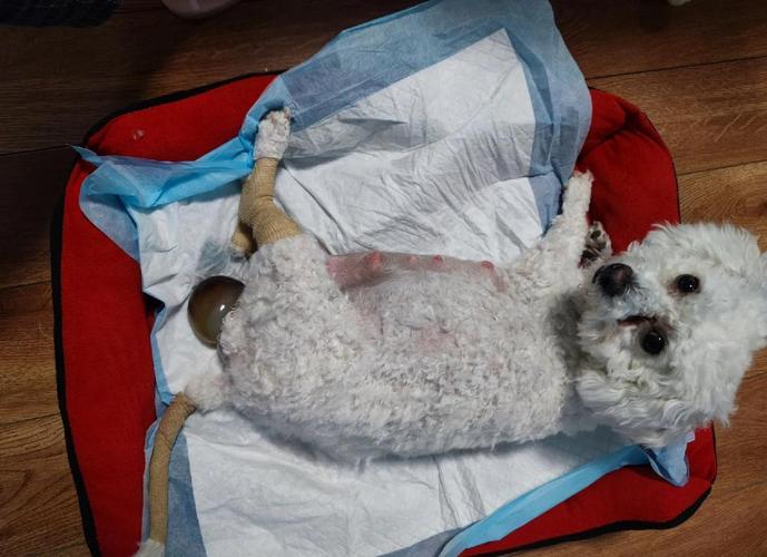  狗狗怀孕脾气会暴躁吗，狗狗怀孕脾气会暴躁吗怎么办-第3张图片-后鲨宠物