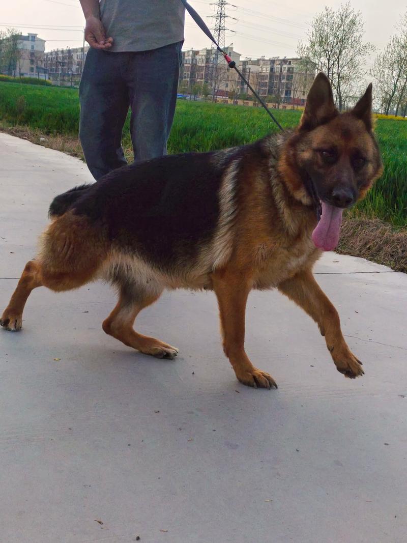  狗狗怀孕脾气会暴躁吗，狗狗怀孕脾气会暴躁吗怎么办-第4张图片-后鲨宠物