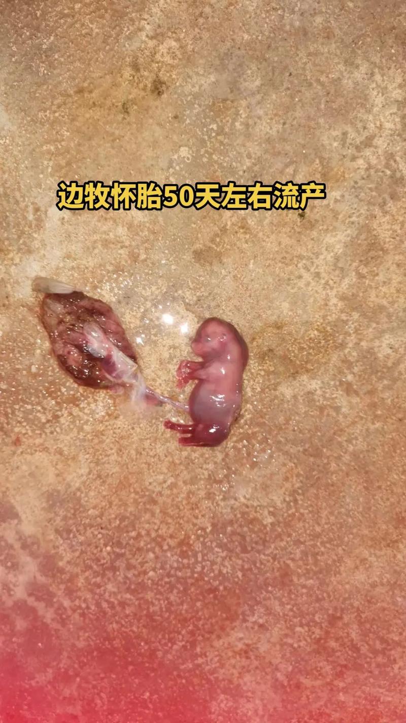 狗狗怀孕可以打胎吗_狗狗怀孕可以打胎吗?-第2张图片-后鲨宠物