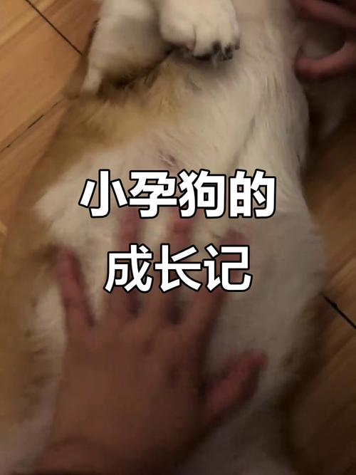 狗狗怀孕可以打胎吗_狗狗怀孕可以打胎吗?-第5张图片-后鲨宠物