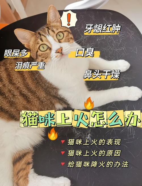 猫咪上火的症状_猫咪上火的症状表现-第4张图片-后鲨宠物 猫咪上火的症状_猫咪上火的症状表现-第4张图片-后鲨宠物