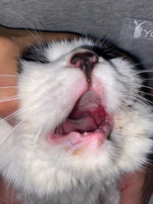 猫咪上火的症状_猫咪上火的症状表现-第5张图片-后鲨宠物 猫咪上火的症状_猫咪上火的症状表现-第5张图片-后鲨宠物