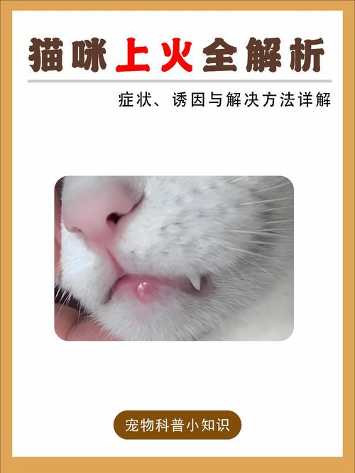 猫咪上火的症状_猫咪上火的症状表现-第6张图片-后鲨宠物 猫咪上火的症状_猫咪上火的症状表现-第6张图片-后鲨宠物