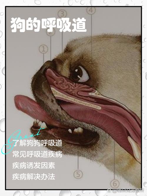 狗狗呼吸道感染怎么治，狗狗呼吸道感染怎么治疗？