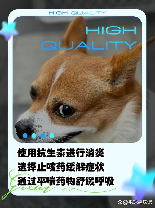 狗狗呼吸道感染怎么治，狗狗呼吸道感染怎么治疗？-第5张图片-后鲨宠物