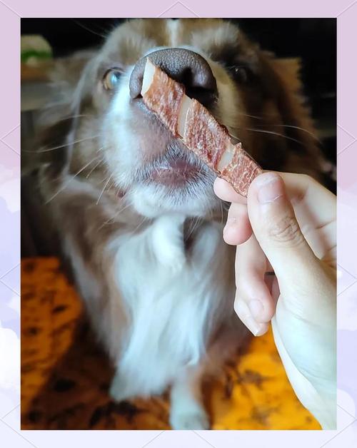 狗狗可以吃椰子肉吗_小狗能吃椰子肉吗