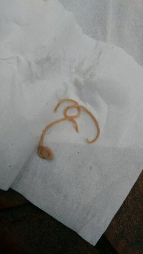 狗狗呕吐有虫子怎么办_狗狗呕吐物有虫子-第2张图片-后鲨宠物 狗狗呕吐有虫子怎么办_狗狗呕吐物有虫子-第2张图片-后鲨宠物