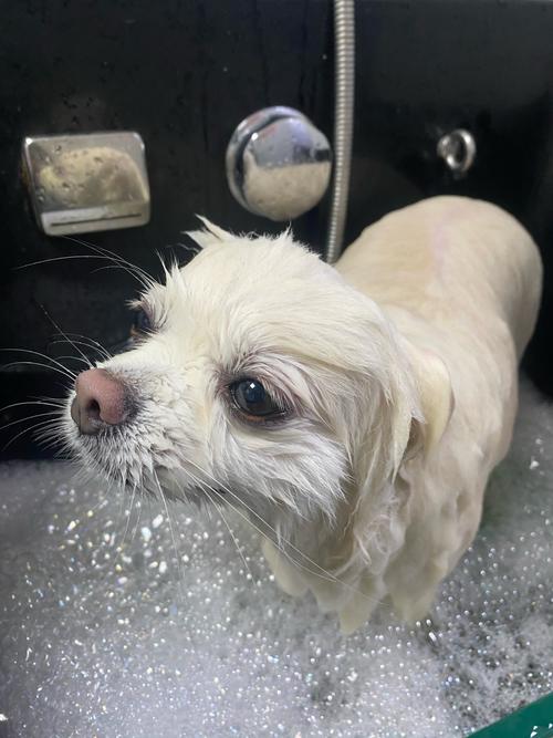 狗狗感冒可以洗澡吗_狗狗感冒可以洗澡吗冬天-第6张图片-后鲨宠物 狗狗感冒可以洗澡吗_狗狗感冒可以洗澡吗冬天-第6张图片-后鲨宠物