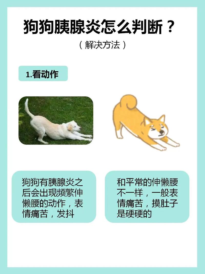 怎样判断狗狗得了胰腺炎,怎么知道狗狗得了胰腺炎?-第1张图片-后鲨宠物 怎样判断狗狗得了胰腺炎,怎么知道狗狗得了胰腺炎?-第1张图片-后鲨宠物
