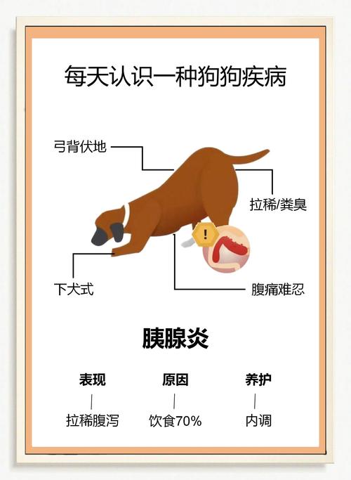 怎样判断狗狗得了胰腺炎,怎么知道狗狗得了胰腺炎?-第5张图片-后鲨宠物 怎样判断狗狗得了胰腺炎,怎么知道狗狗得了胰腺炎?-第5张图片-后鲨宠物