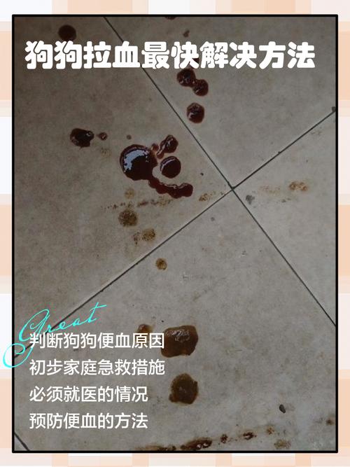  狗狗拉血怎么治疗，狗狗拉血怎么治疗最快-第2张图片-后鲨宠物