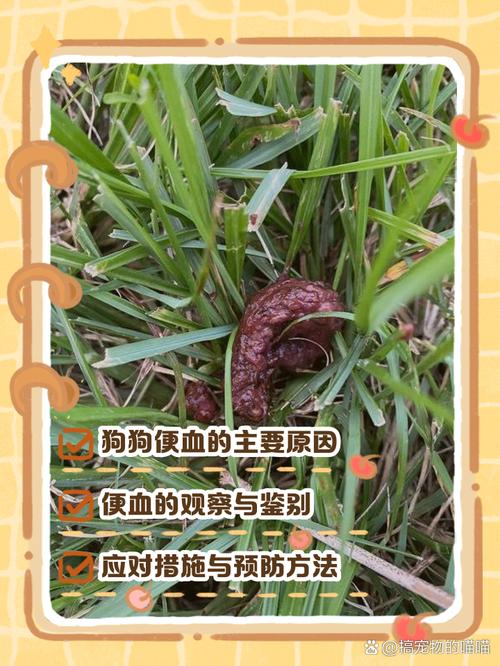  狗狗拉血怎么治疗，狗狗拉血怎么治疗最快-第3张图片-后鲨宠物