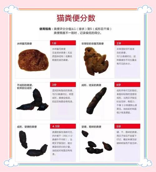 猫咪软便吃什么_猫咪软便是什么原因造成的-第1张图片-后鲨宠物