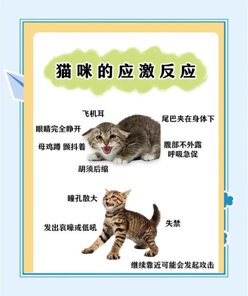猫咪的应激反应,猫咪的应激反应有哪些表现-第2张图片-后鲨宠物 猫咪的应激反应,猫咪的应激反应有哪些表现-第2张图片-后鲨宠物