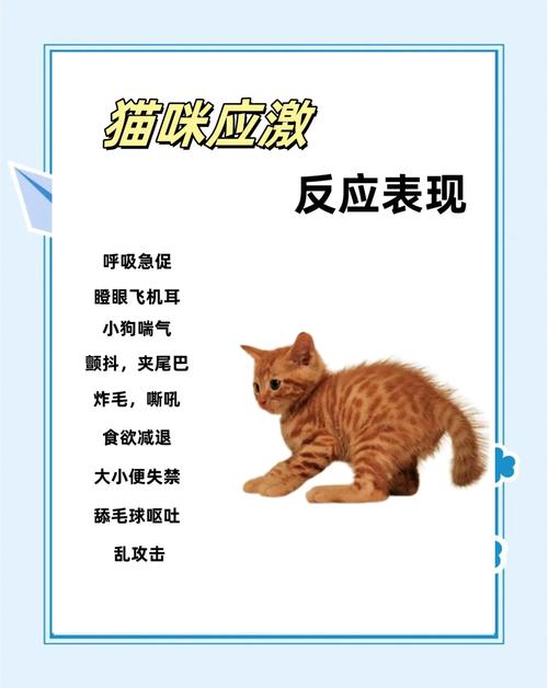 猫咪的应激反应,猫咪的应激反应有哪些表现-第3张图片-后鲨宠物 猫咪的应激反应,猫咪的应激反应有哪些表现-第3张图片-后鲨宠物