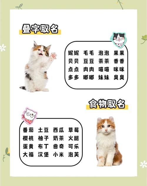 给猫咪取什么名字好听,给猫咪取什么名字好听灰色的?-第1张图片-后鲨宠物 给猫咪取什么名字好听,给猫咪取什么名字好听灰色的?-第1张图片-后鲨宠物
