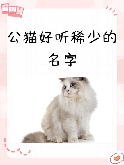 给猫咪取什么名字好听,给猫咪取什么名字好听灰色的?-第2张图片-后鲨宠物 给猫咪取什么名字好听,给猫咪取什么名字好听灰色的?-第2张图片-后鲨宠物