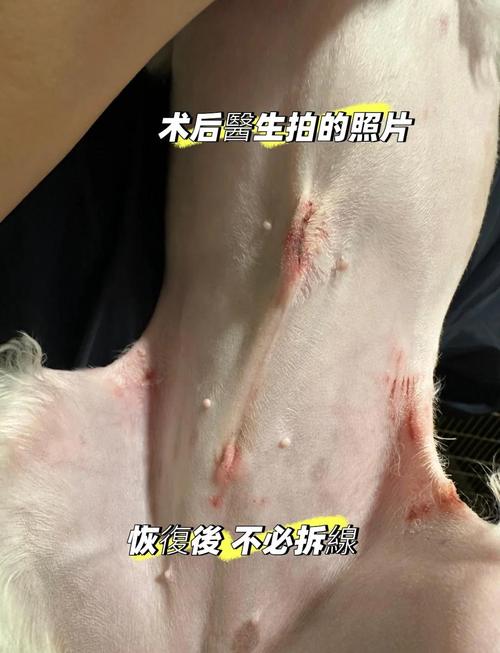 狗狗多大可以做绝育_狗狗多大的时候可以绝育