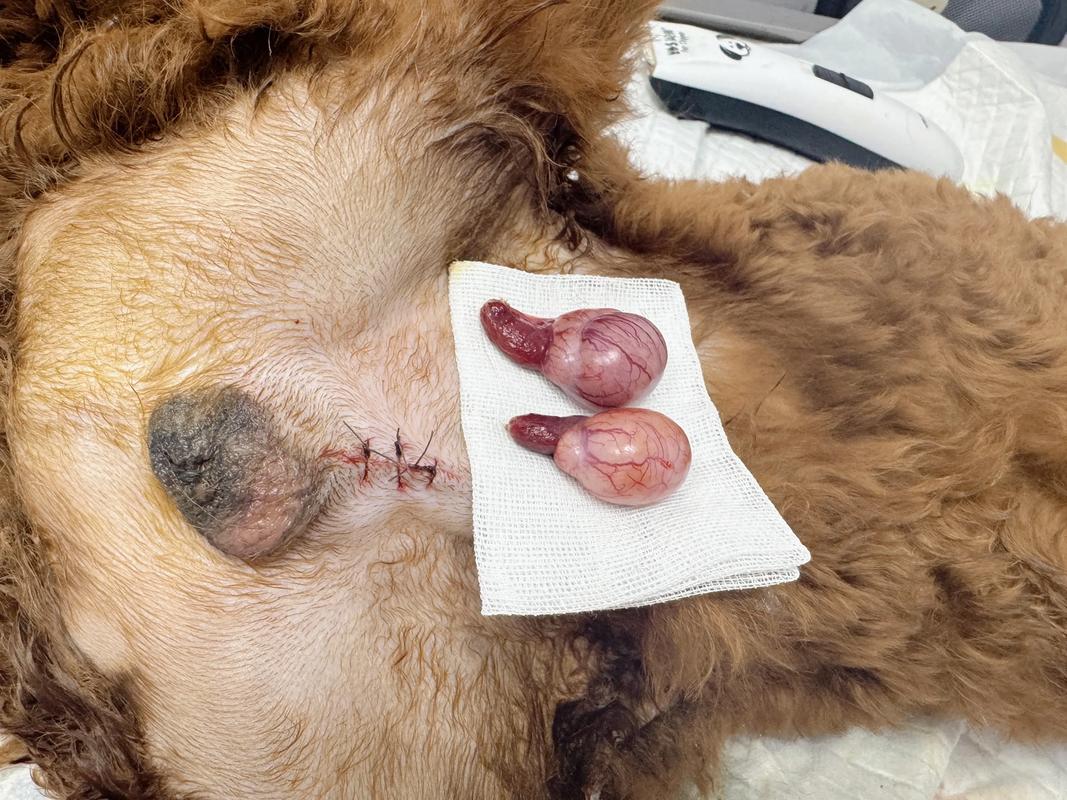 狗狗多大可以做绝育_狗狗多大的时候可以绝育-第4张图片-后鲨宠物