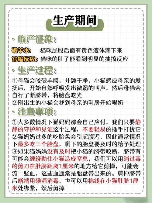 猫咪怀孕注意事项,猫怀孕时注意事项?-第1张图片-后鲨宠物 猫咪怀孕注意事项,猫怀孕时注意事项?-第1张图片-后鲨宠物
