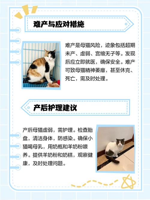 猫咪怀孕注意事项,猫怀孕时注意事项?-第2张图片-后鲨宠物 猫咪怀孕注意事项,猫怀孕时注意事项?-第2张图片-后鲨宠物