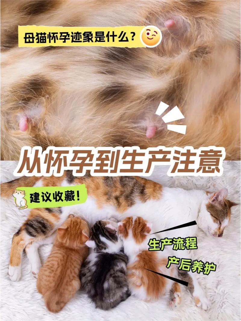 猫咪怀孕注意事项,猫怀孕时注意事项?-第3张图片-后鲨宠物 猫咪怀孕注意事项,猫怀孕时注意事项?-第3张图片-后鲨宠物