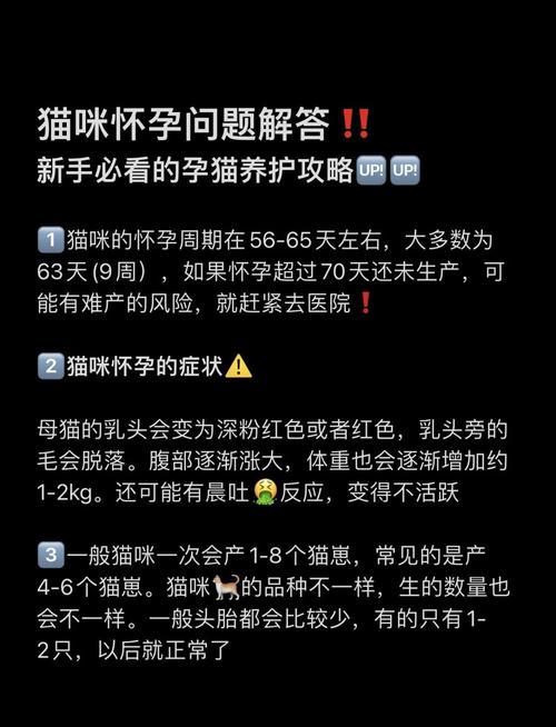 猫咪怀孕注意事项,猫怀孕时注意事项?-第5张图片-后鲨宠物 猫咪怀孕注意事项,猫怀孕时注意事项?-第5张图片-后鲨宠物