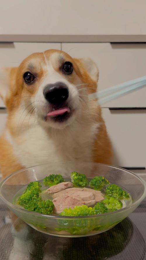 狗狗吃西兰花的好处,狗 吃西兰花-第3张图片-后鲨宠物 狗狗吃西兰花的好处,狗 吃西兰花-第3张图片-后鲨宠物