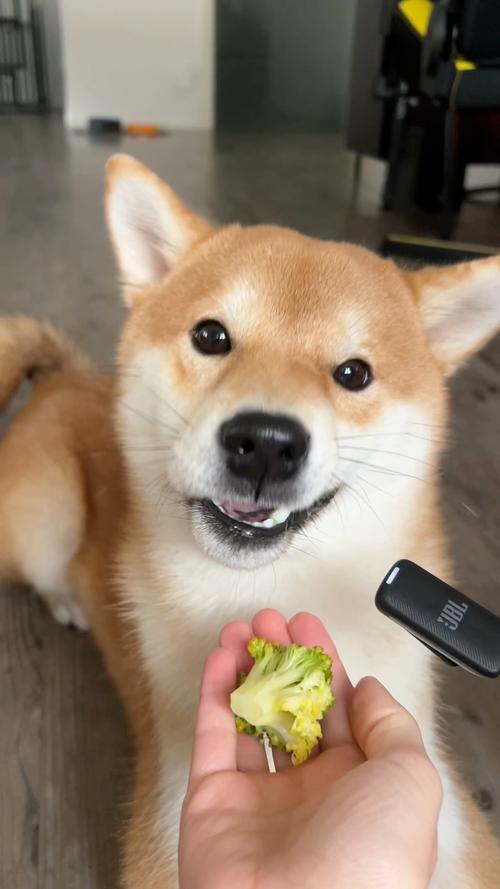 狗狗吃西兰花的好处,狗 吃西兰花-第6张图片-后鲨宠物 狗狗吃西兰花的好处,狗 吃西兰花-第6张图片-后鲨宠物