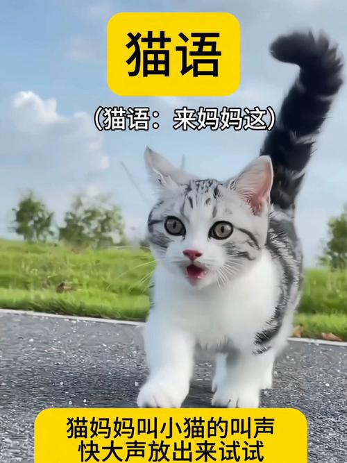 猫咪叫声的含义,猫咪叫声的含义和情绪表达是什么??-第4张图片-后鲨宠物 猫咪叫声的含义,猫咪叫声的含义和情绪表达是什么??-第4张图片-后鲨宠物