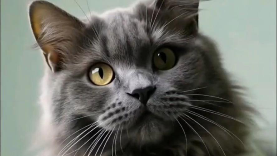 猫咪叫声的含义,猫咪叫声的含义和情绪表达是什么??-第5张图片-后鲨宠物 猫咪叫声的含义,猫咪叫声的含义和情绪表达是什么??-第5张图片-后鲨宠物